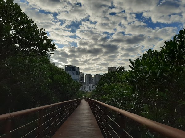 紅樹林生態步道 - 全臺最大的水筆仔森林776005