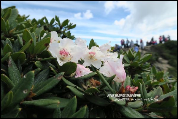 合歡東峰賞玉山杜鵑341030