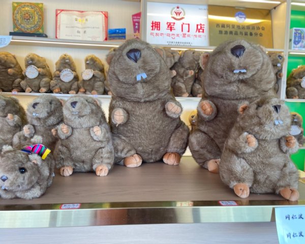 西藏♥️可愛動物🐎人物寫真/拉薩旅拍/美食2903298