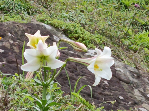 瑞芳區神秘海岸+鼻頭角燈塔+鼻頭角稜谷步道O型2760152