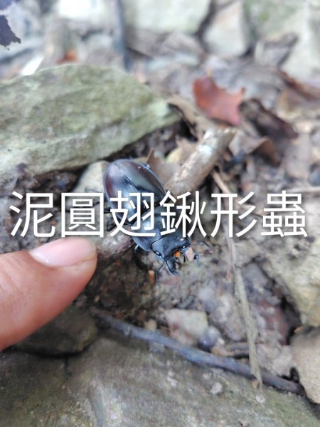 唐麻丹山 蝴蝶谷2918797