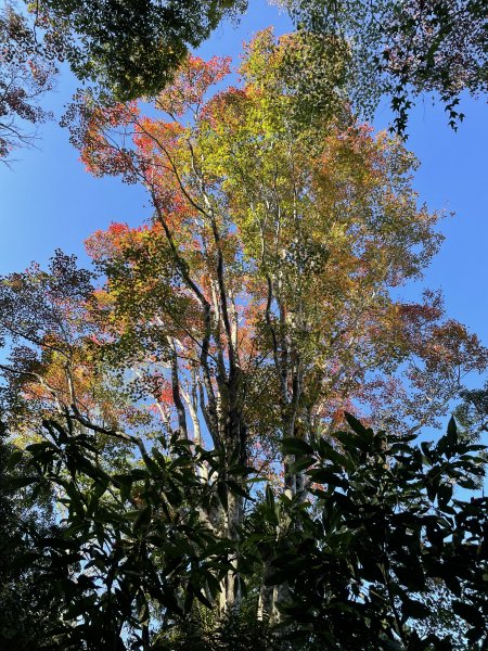 馬拉邦山-楓情萬種1545619