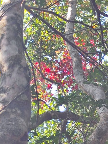 三峽白雞三山2963361