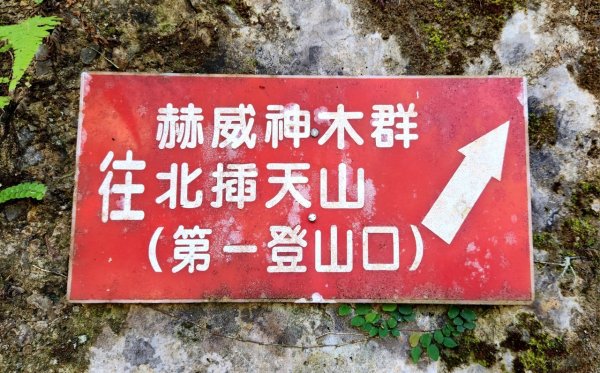 【中級山】插天山的奇幻世界，赫威山，赫威神木群步道2741341