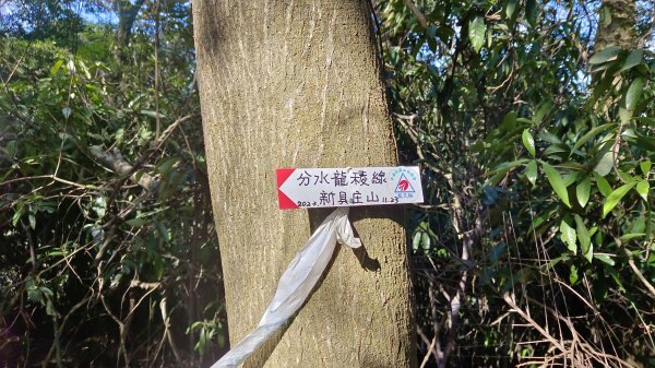 (姨婆趴趴走)第四十五集:新竹竹東三山（新具庄山、樹杞林山、員崠子山）環狀縱走2662260