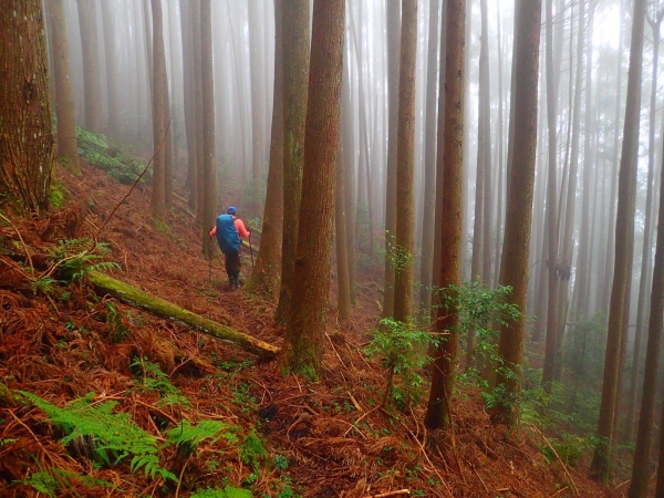 【新竹/五峰】戀戀柳杉林，比大鳥連稜縱走26383
