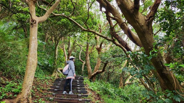 八里牛港稜山，林稍步道，泰山崎頭古道，義學坑步道，明志書院，林口頂福巖森林步道（林口森林步道）1873576