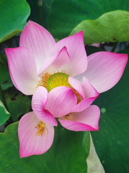 中坑荷花楓樹稻田3078841