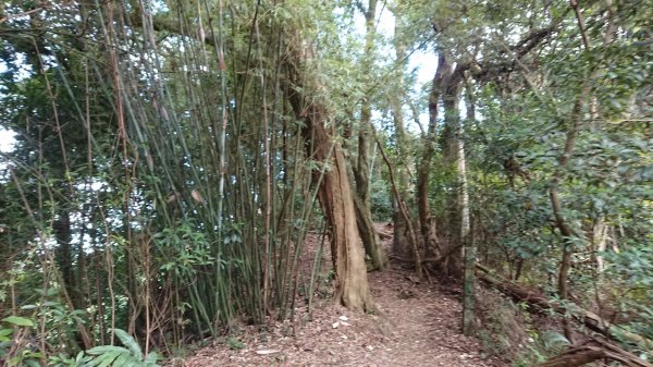 [慈湖]草嶺山-白石山-百吉隧道O型1143845