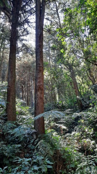 《南投》竹林台灣杉｜溪頭山竹崙山志騰山O繞202302182035923