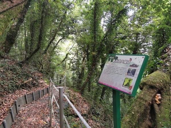 梨山希利克步道-泰雅族占卜靈鳥-繡眼畫眉1049501