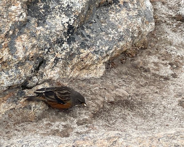 尼泊爾聖母峰EBC基地營❤️風景篇2791055