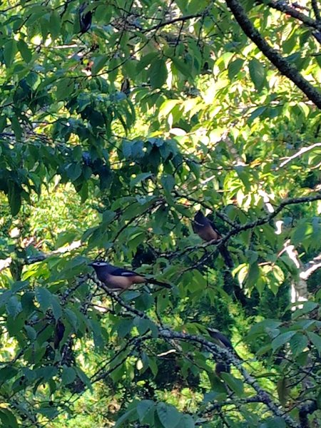 稍來小雪山國家步道、船型山、鞍馬山、鞍馬山東北峰、天池、雪山神木2799670