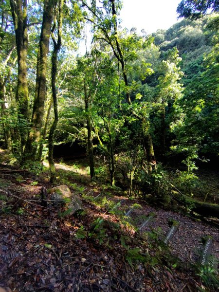 稍來小雪山國家步道、船型山、鞍馬山、鞍馬山東北峰、天池、雪山神木2799832