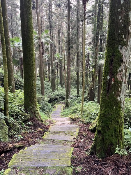 [嘉遊好步道．來嘉走走-04/10] 2024_1011 阿里山頂湖步道2624761