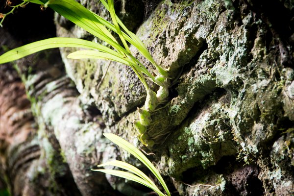 哈盆古道-植物生態紀錄攝影團810154