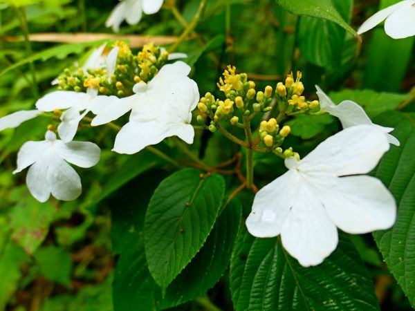 阿里山鄉神木之旅--拉拉喀斯1號神木及巨石神木348639