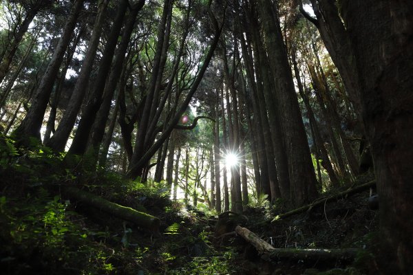 阿里山三霞 -- 楠梓仙溪左岸 南霞山1490247