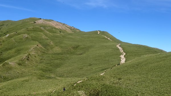 合歡山北峰 小溪營地 鷹角石 合歡北峰名樹2903409
