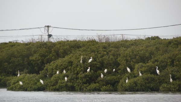 《彰化》海空夕照｜王功燈塔及芳苑海空步道健行賞冬候鳥202601102980321