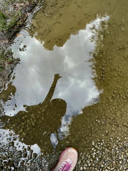 觀霧-榛山步道2926019