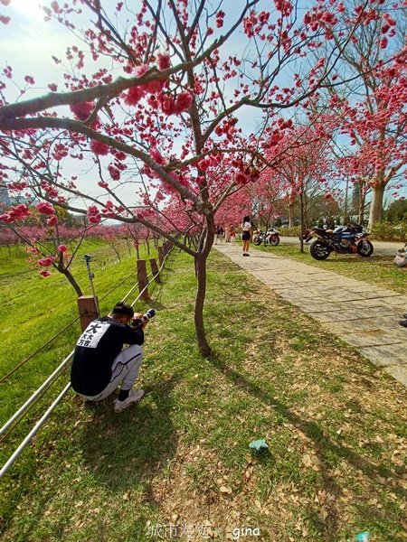 【台中后里】春日賞花。崴立機電櫻花公園2441567