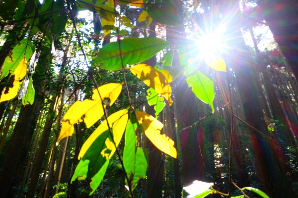 加里山縱走虎山967962