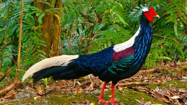 翡翠水庫壩頂 #火燒雲雲海 #日出雲海 #鱷魚島 #藍腹鷴 4/292773469