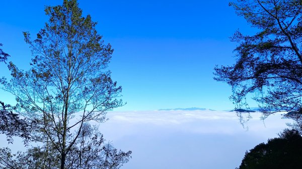 溪頭~金柑樹山/嶺頭山/忘憂森林O形走（沿路竟是耶穌光）1884166