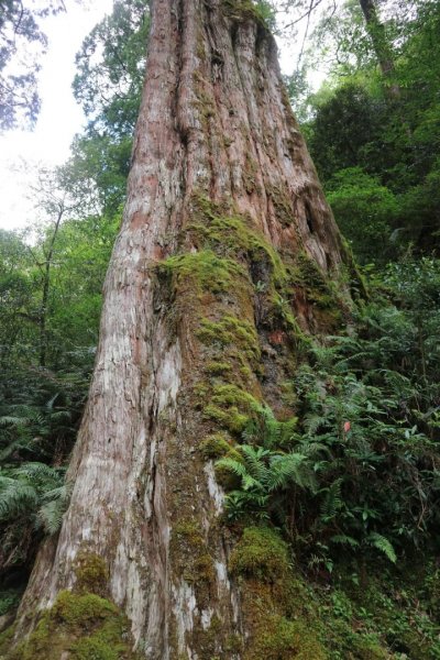 〔桃園復興〕拉拉山巨木，史詩級魔幻森林，75公頃紅檜 扁柏森林浴2236999