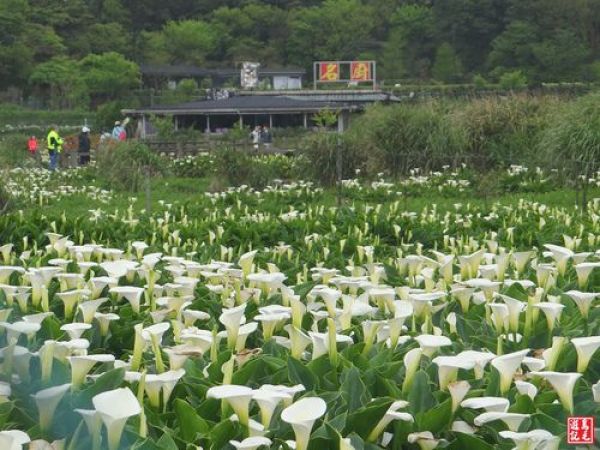 【台北市】頂湖環狀步道&下湖海芋步道