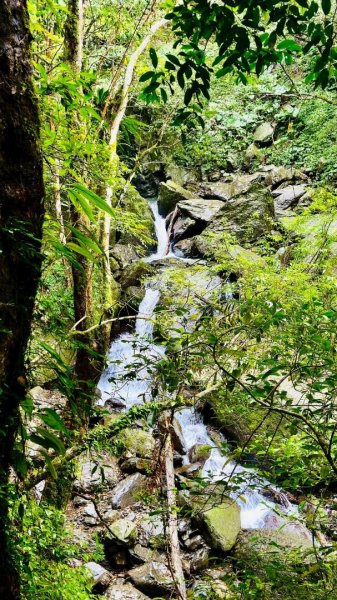 卡保石壁一葉蘭（耘夢谷上逐鹿山下O走）2809560