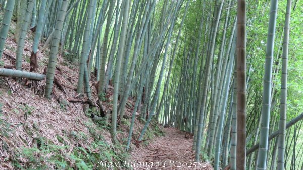 《台中》優美稜線｜橫嶺山自然步道（大雪山社區南登山口）202505312800271