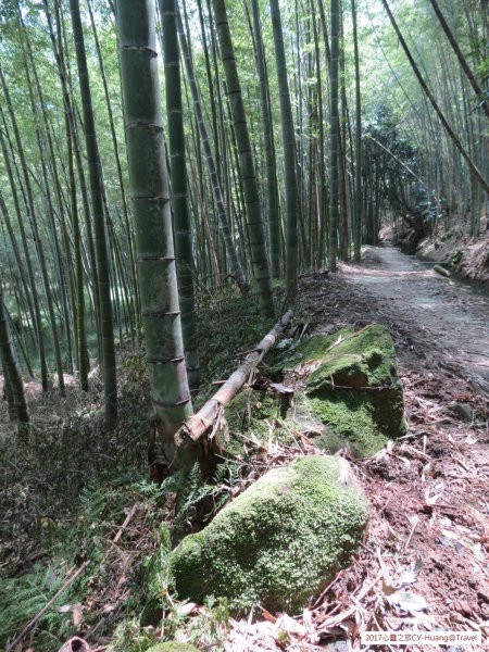 《南投》竹林銀杏｜鹿谷長源圳古道、大崙山銀杏森林、武岫201709212890487