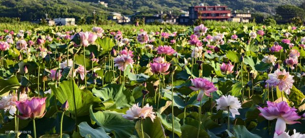 天龍國阿伯的日常-雲山水花鳥蝶 #日出 #牡丹蓮 #香水蓮 #手機拍攝 賞蝶趣 7/42826987