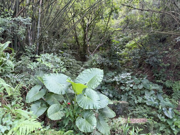 [微笑山線_第二段] 2026_0725 大棟山系_百年大榕樹3101576