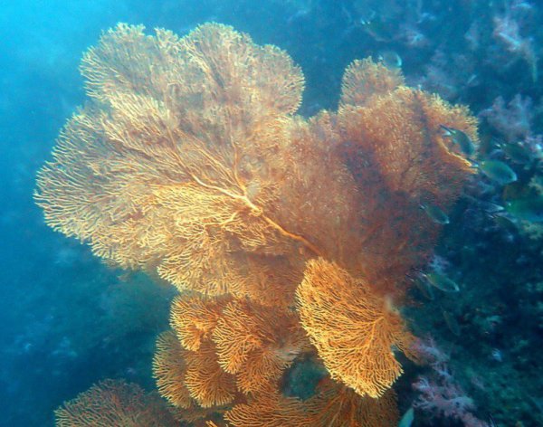 【環境】疫情封閉意外驚喜 少干擾潮境珊瑚白化與損傷自動修復