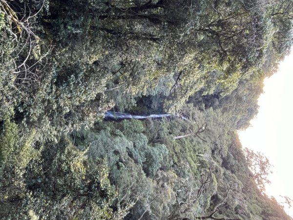 20241010_觀霧森林遊樂園區2855697