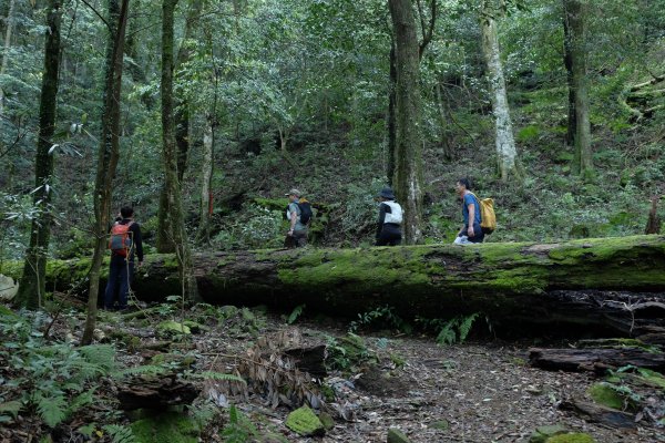 苗栗南庄鄉 二訪加里山 ‧ 2025春 哈加2753377