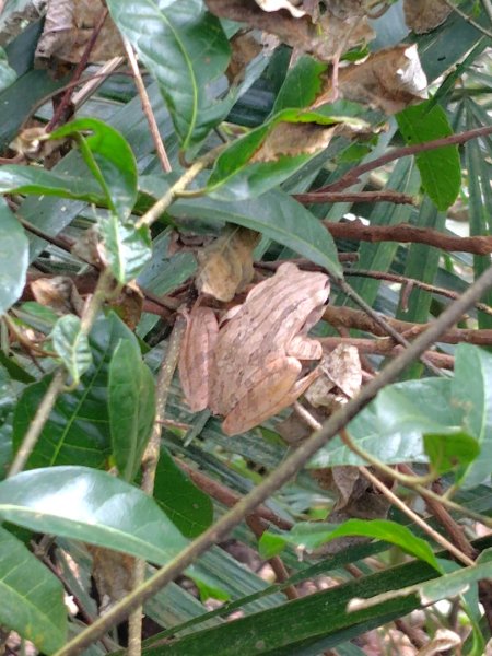 大棟山系南段 水利古道西口 上 竹高崙山 連走 鳥子嶺 坑仔內山 大崖山 下 龍目井農場2953127