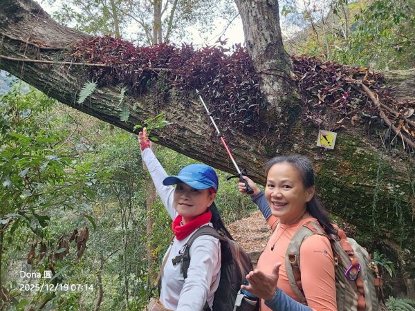 20251219八仙山+佳保台山(谷關三雌)2974410