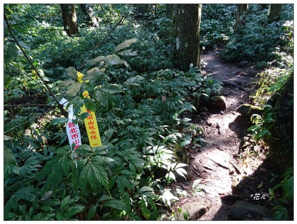 溪頭/鳳凰山步道2093514