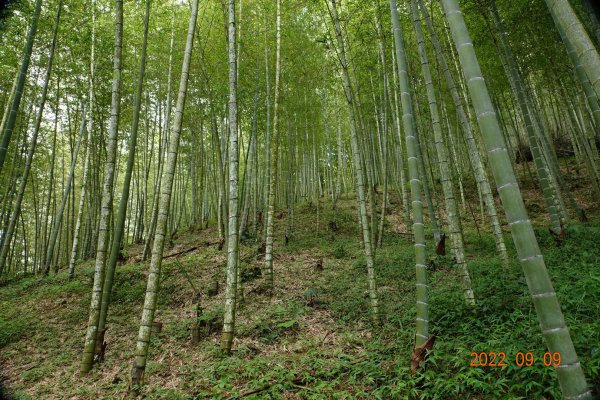 南投 信義 人倫山1839855