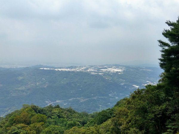 頭嵙山(小百岳#41)大坑4,5,1步道1003705