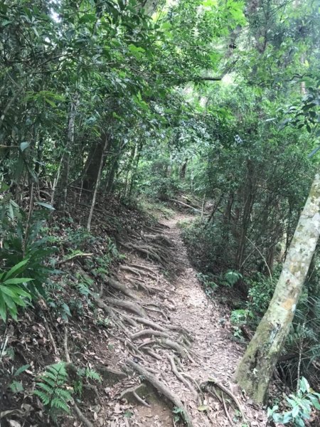 新竹五指山599756