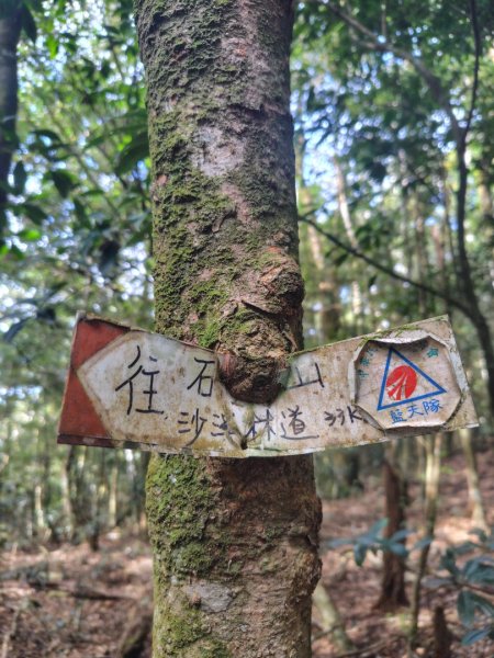 多納六秀 京大山2957592