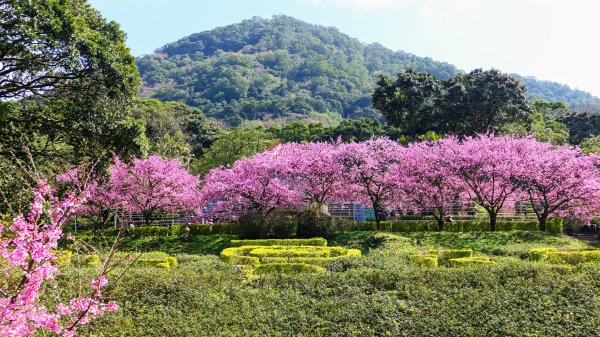 《蝶戀花·天元宮櫻吹雪》2707094