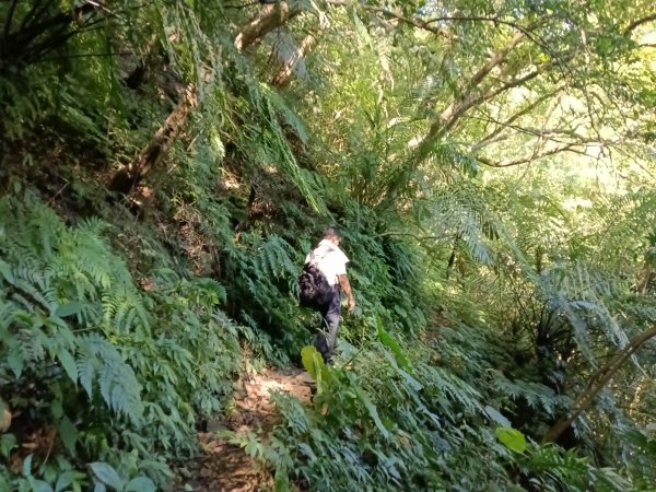 坪林區南闊瀨行(枋山坑古道+枋山坑崙+闊瀨越嶺保甲路O型)2916753