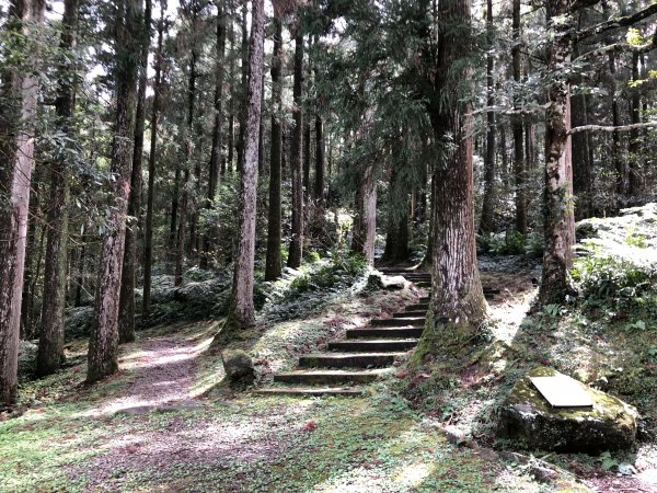 【新聞】林務局國家森林遊樂區免費入園1次優惠，109年7月15日開跑！