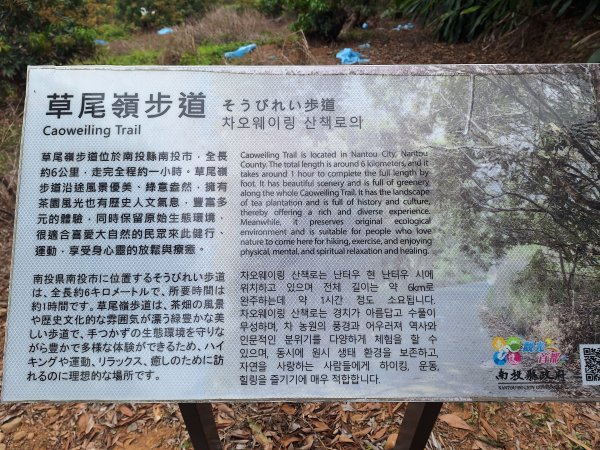 草尾嶺步道賞血藤花202503292749673